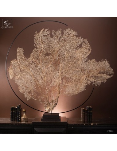 White sea fan in metal circle