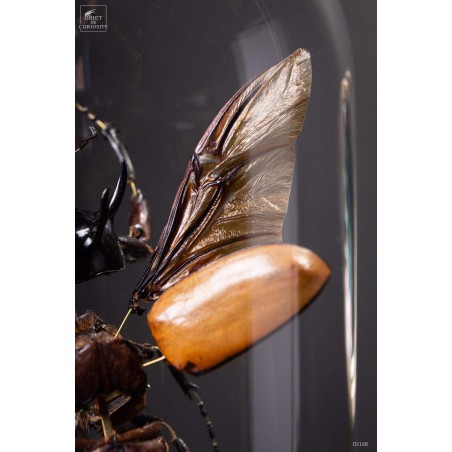 Fragmented beetle under glass on brass stand
