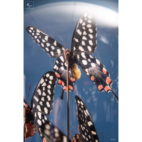 11  ANTENOR butterflies in capsule glass