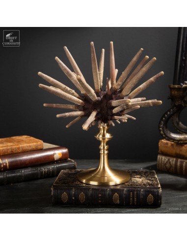 Pencil Urchin on brass base