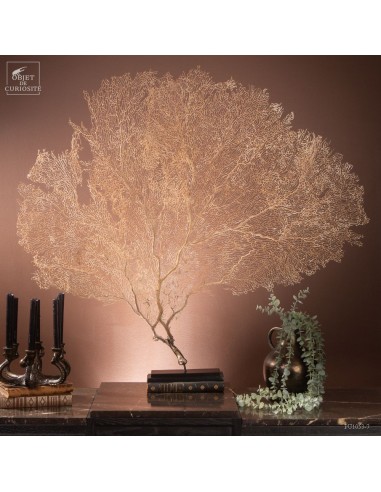 White sea fan on black stand