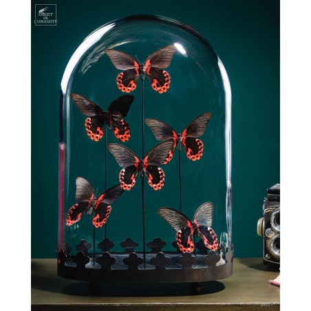 6 Red butterflies - Oval globe on brass black base
