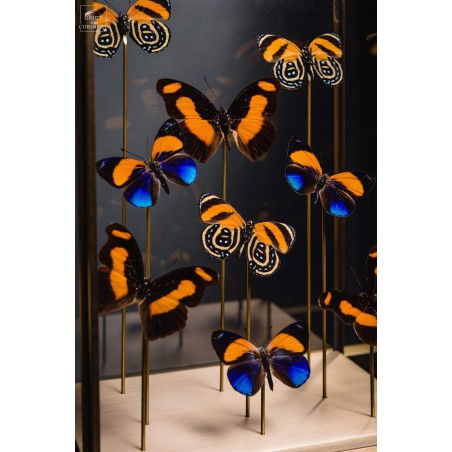 9 papillons oranges sous globe rectangulaire