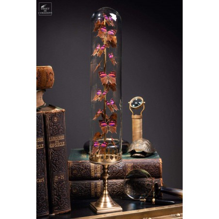 17 butterflies ANAEA NESSUS under glass with brass base