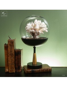 White coral-POCILLOPORA...