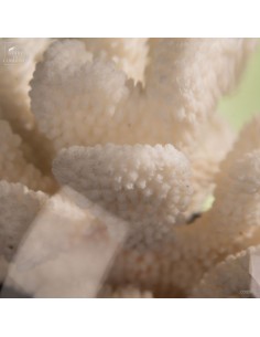 White coral-POCILLOPORA... 2