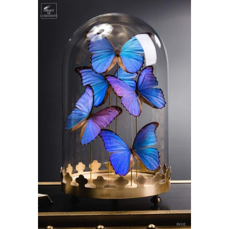 5 Morpho butterflies under round glass and brass