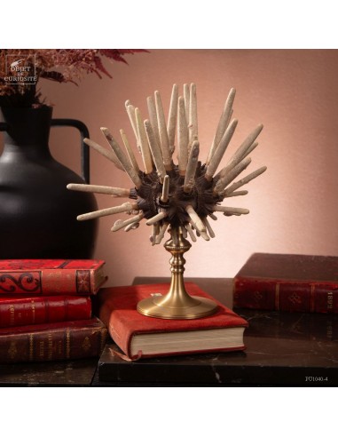 Pencil Urchin on brass base
