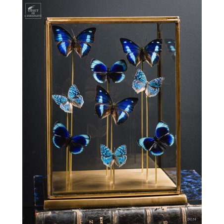 9 blue butterflies under glass, brass base