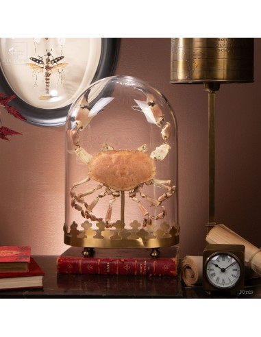 Fragmented crab, oval glass, brass base.