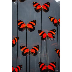 13 red Callicore butterflies under oval glass 2