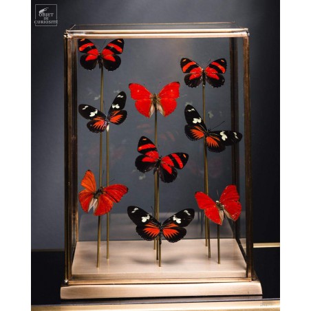 9 papillons rouges sous globe rectangulaire