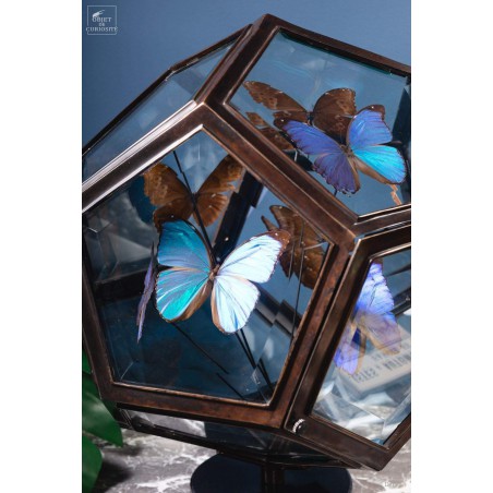9 blue butterflies MORPHO MENELAUS in 12 sides glass box