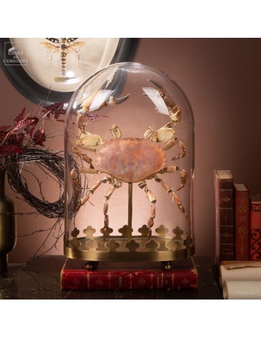 Fragmented crab, oval glass, brass base.