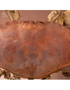 Fragmented crab, oval... 2