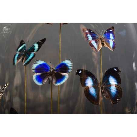 13 blue butterflies under oval glass, brass base
