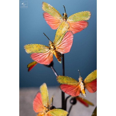 9 Saiva Cardinalis butterflies under glass