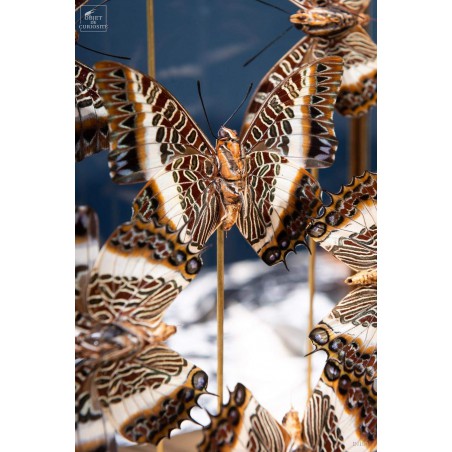 7  butterflies CHARAXES BRUTUS  in rectangular glass