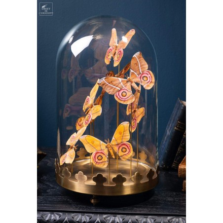 8 butterflies ANTHERINA SURAKA  with brass base