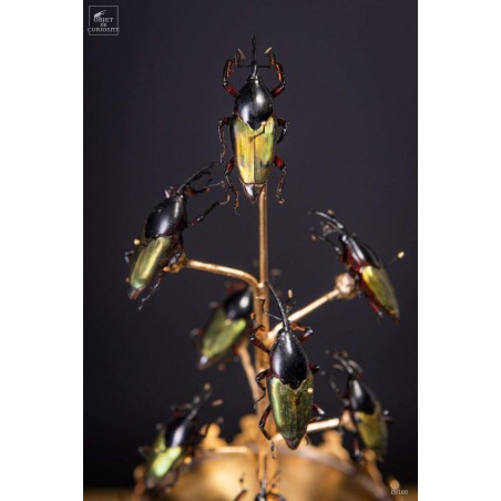8 insects COCONUT WEEVIL