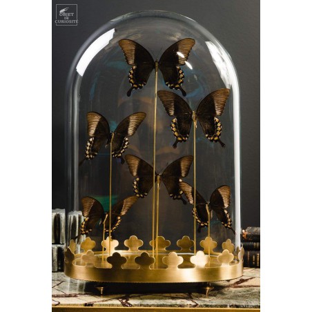 6 green Blumei butterflies, oval glass,brass base.