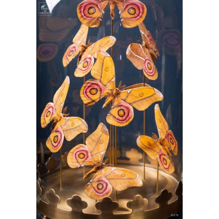 8 butterflies ANTHERINA SURAKA  with brass base