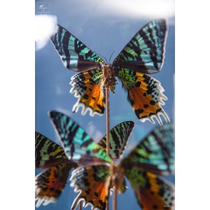 10 butterflies URANIA RIPHEUS in capsule glass 2