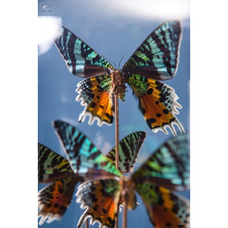 10 butterflies URANIA RIPHEUS in capsule glass