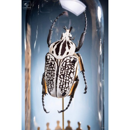 Goliathus under small glass - brass base