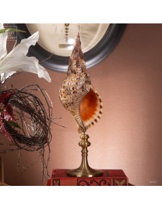 Charonia Tritonis - triton...