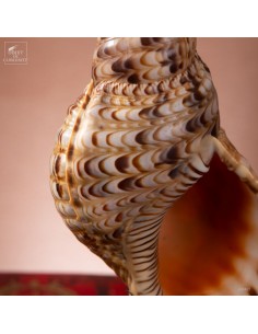 Charonia Tritonis - triton... 2