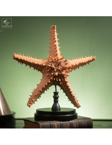 Pentaceraster starfish on a round base