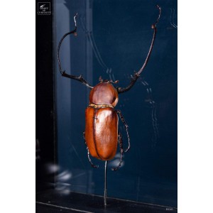 Couple of insects Euchirus longimanus 2