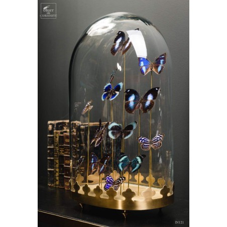 13 blue butterflies under oval glass, brass base
