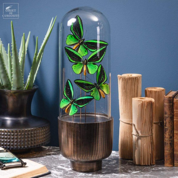 4 butterflies ORNITHOPTERA in capsule glass.