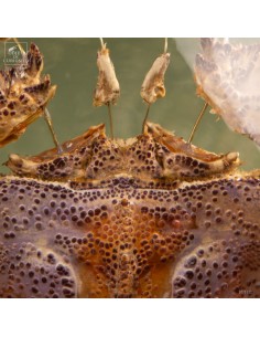 Eclaté de cigale de mer... 2