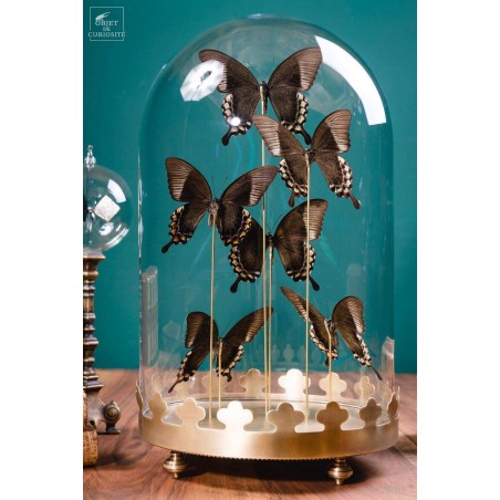 6 green Blumei butterflies in glass, brass base.