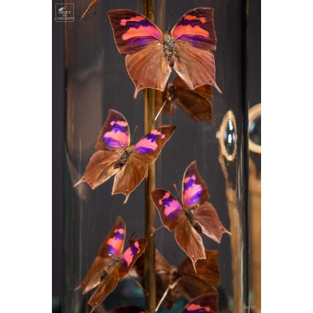 17 butterflies ANAEA NESSUS under glass with brass base