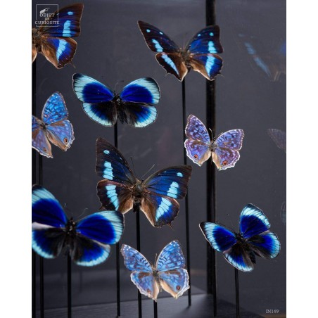 9 papillons bleus dans globe rectangulaire