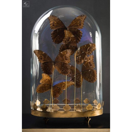 Cinq papillons morpho bleus sous globe oval - base laiton