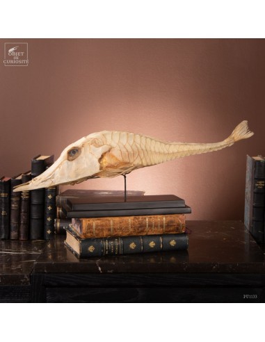 Poisson -PERISTEDION sp- naturalisé...