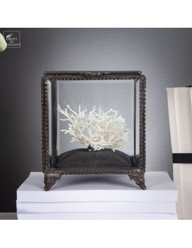 Bryozoaire blanc dans boite carrée en...