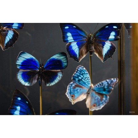 9 blue butterflies under glass, brass base