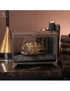 Stepp tortoise in glass box