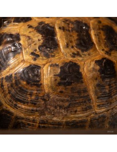 Stepp tortoise in glass box 2