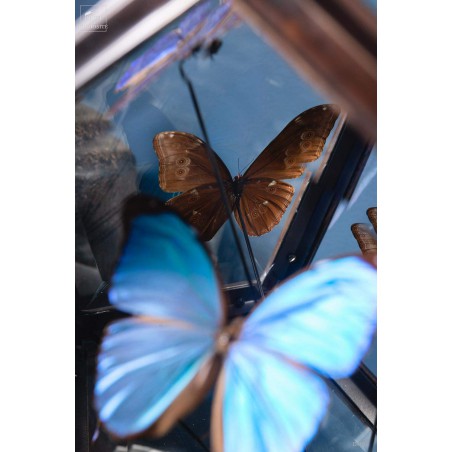 9 blue butterflies MORPHO MENELAUS in 12 sides glass box