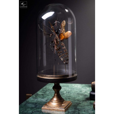 Fragmented beetle under glass on brass stand
