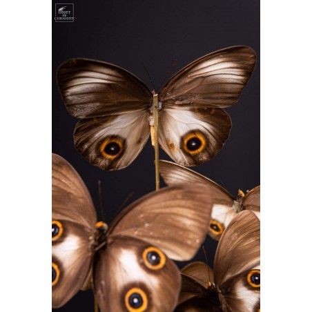 11 TAENARIS URANIA butterflies under glass