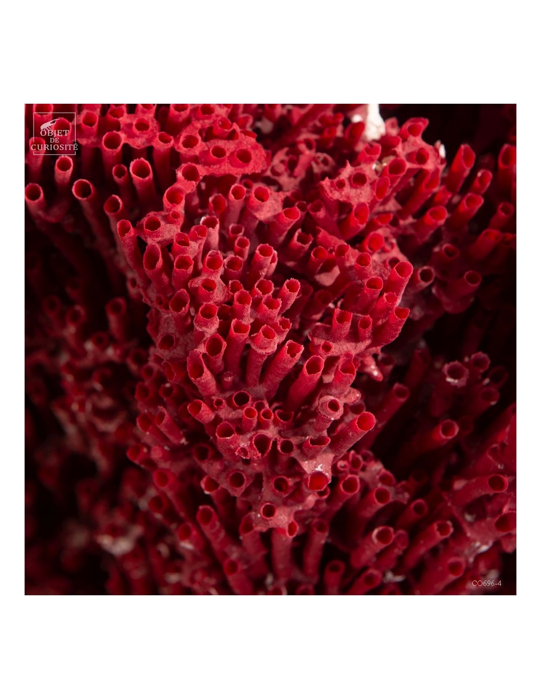 Red coral TUBIPORA MUSICA Red coral TUBIPORA MUSICA