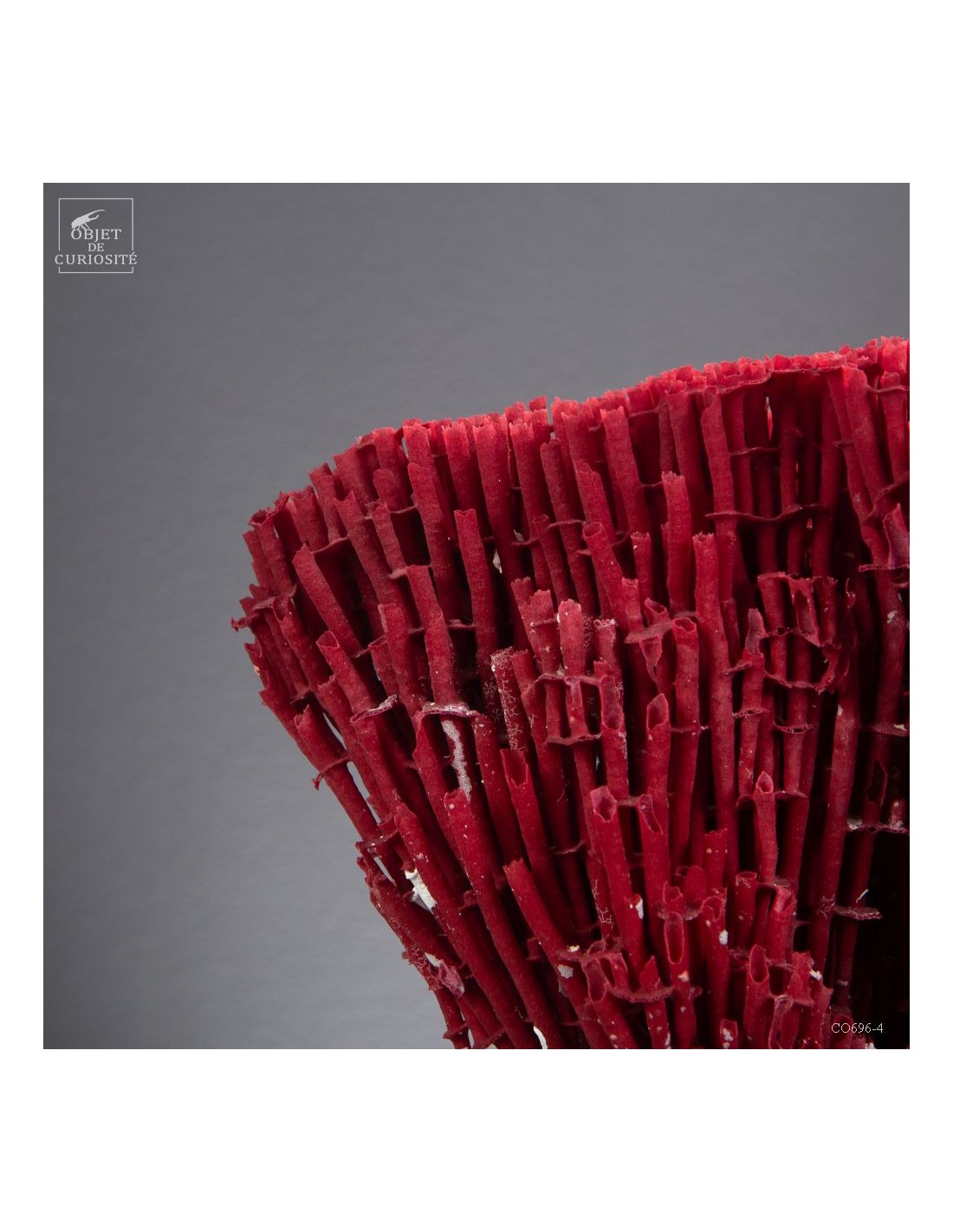 Red coral TUBIPORA MUSICA Red coral TUBIPORA MUSICA